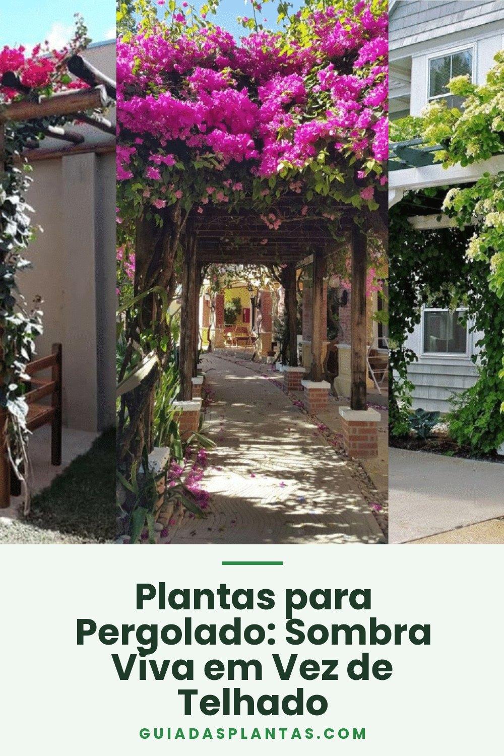 Plantas para Pergolado: Sombra Viva em Vez de Telhado