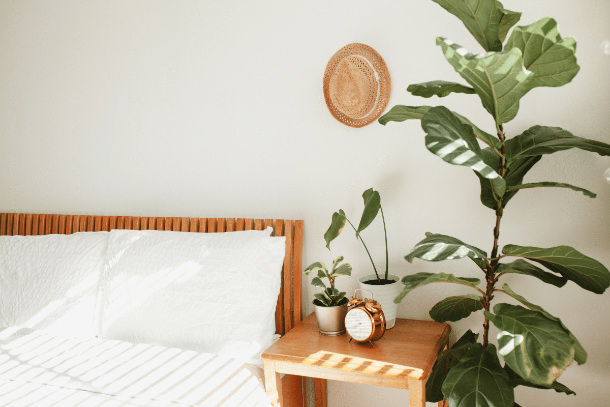 plantas para ter em seu quarto para uma melhor saude