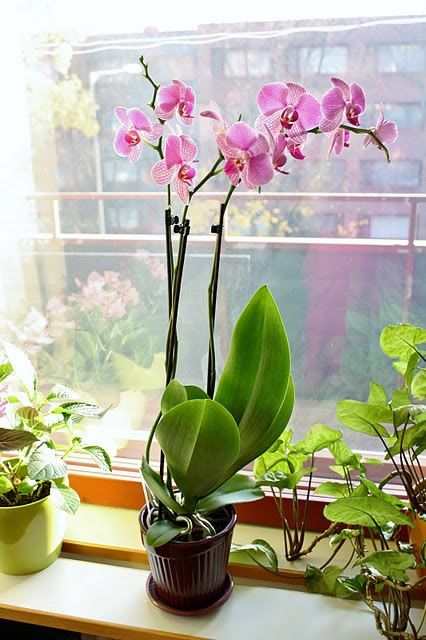 plantas prurificam ar orquidea