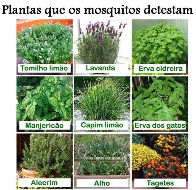 plantas que afastam mosquitos