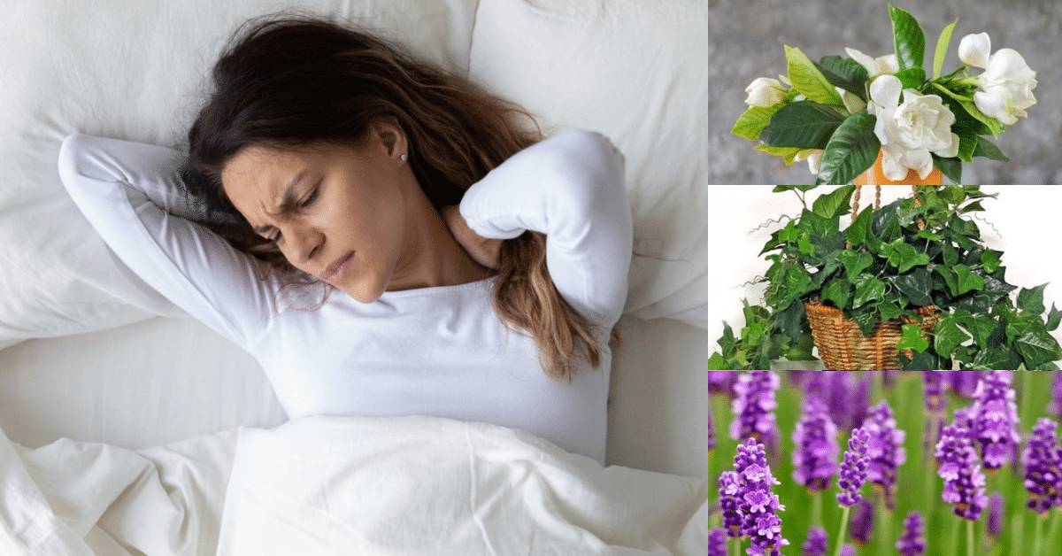 plantas que ajudem a dormir melhor