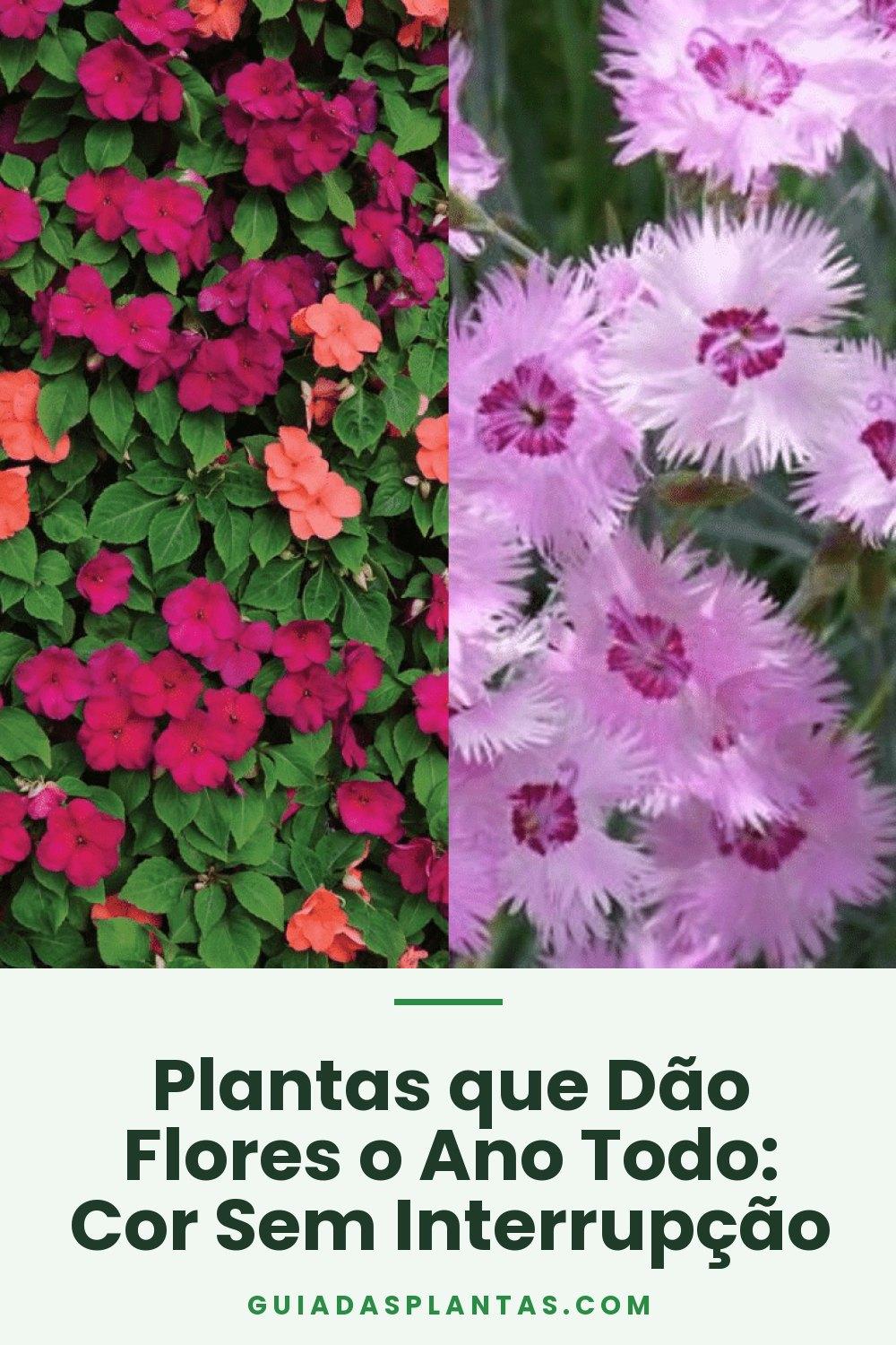 Plantas que Dão Flores o Ano Todo: Cor Sem Interrupção