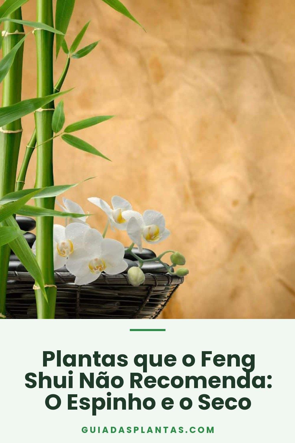 Plantas que o Feng Shui Não Recomenda: O Espinho e o Seco