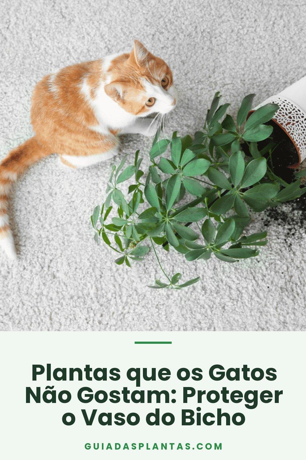 Plantas que os Gatos Não Gostam: Proteger o Vaso do Bicho