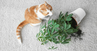 plantas que os gatos nao gostam