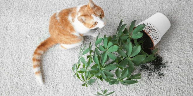 plantas que os gatos nao gostam