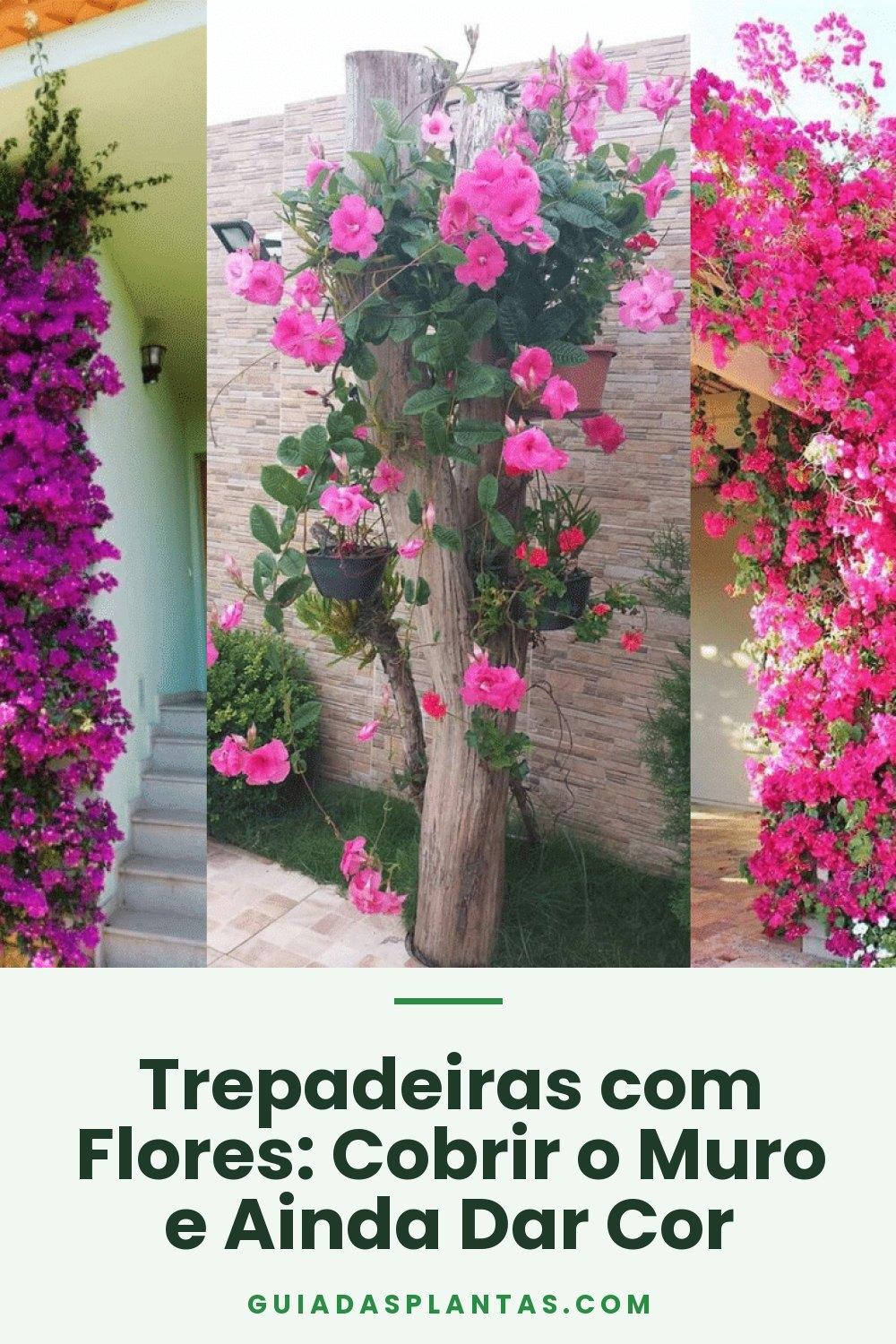 Trepadeiras com Flores: Cobrir o Muro e Ainda Dar Cor