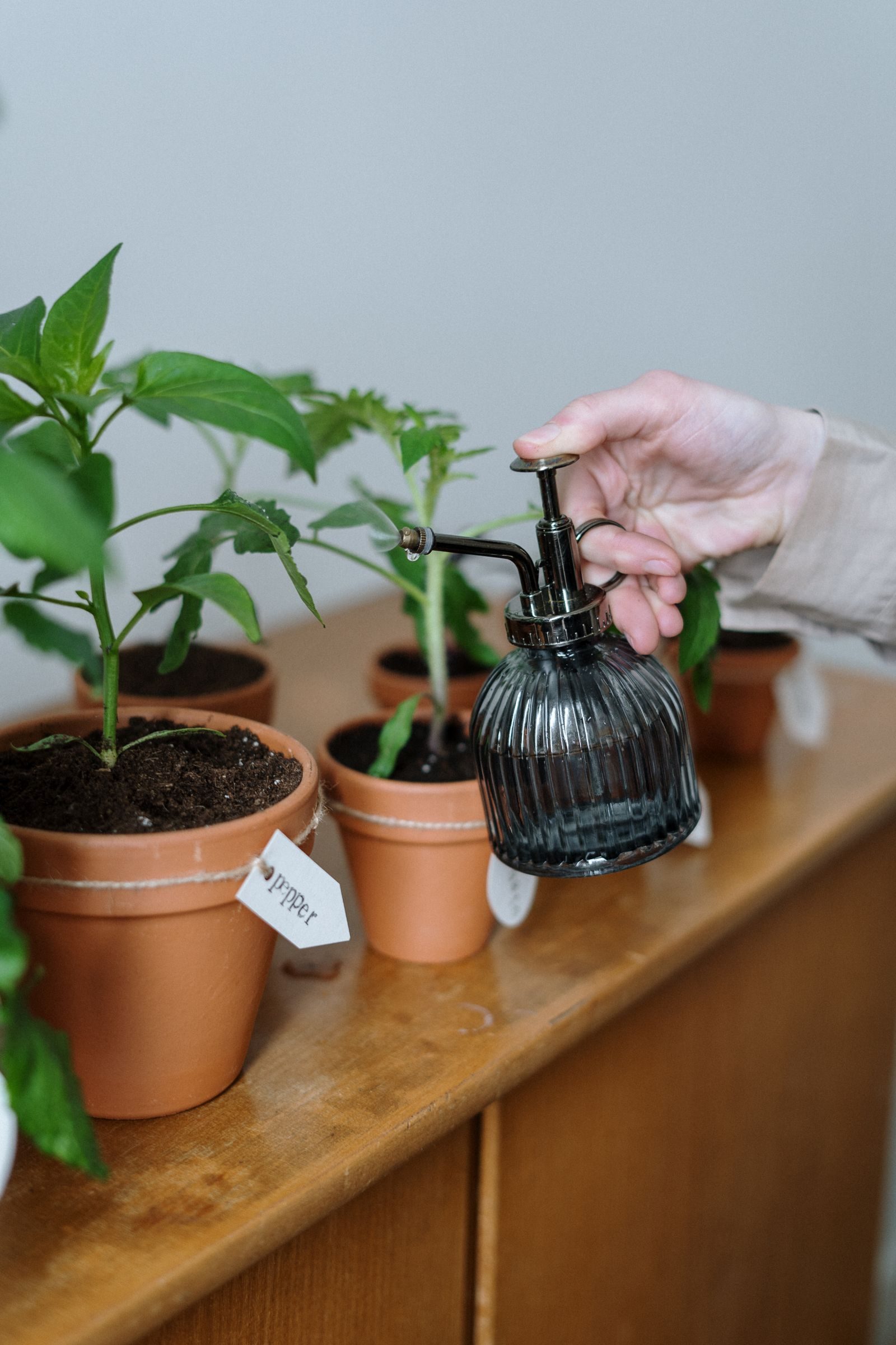 Mão regando plantas em vasos sobre um móvel