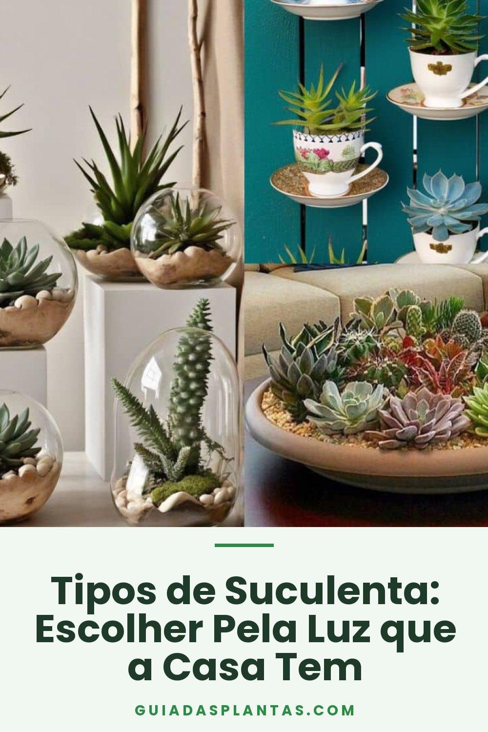 Tipos de Suculenta: Escolher Pela Luz que a Casa Tem