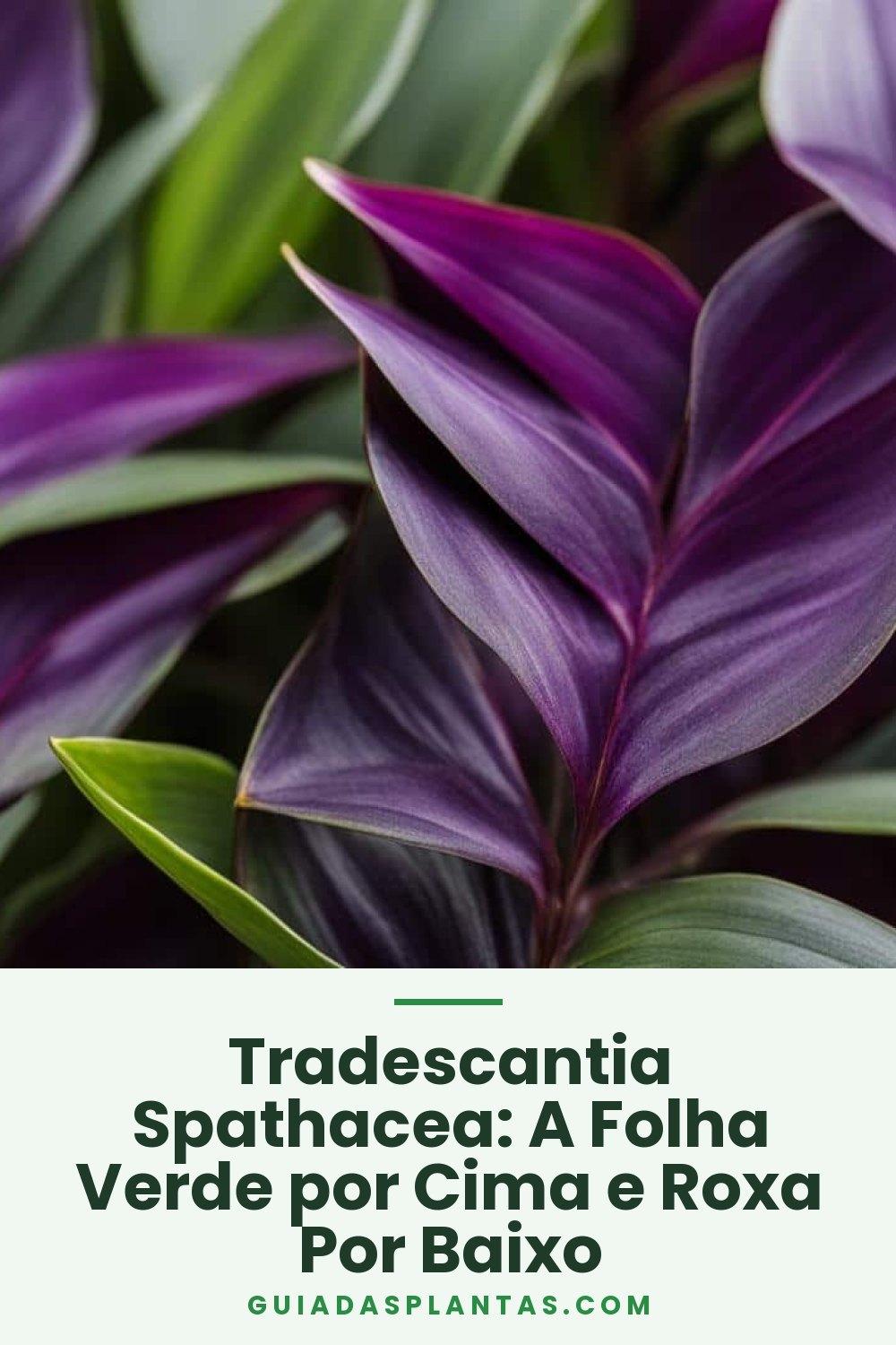 Tradescantia Spathacea: A Folha Verde por Cima e Roxa Por Baixo